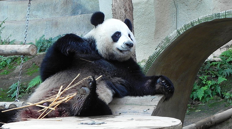 Панды в Таиланде: как панда зарабатывает в зоопарке Чианг Май – 2019   * Таиланд