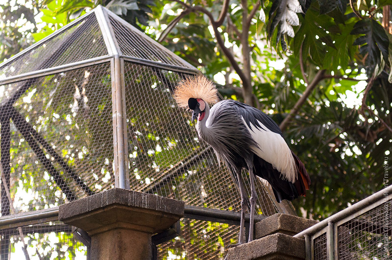 Парк птиц на Бали или интересные факты из жизни пернатых
